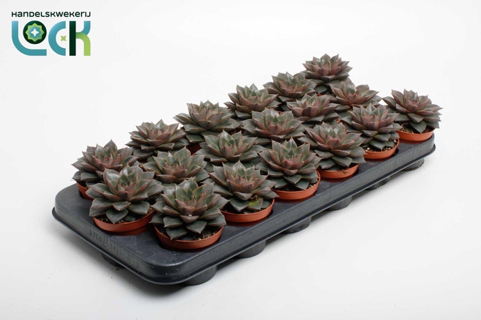 <h4>Echeveria Purpusorum</h4>