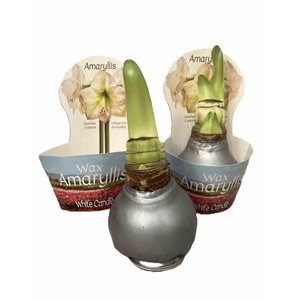 HIPPEASTRUM-HYBRID P14