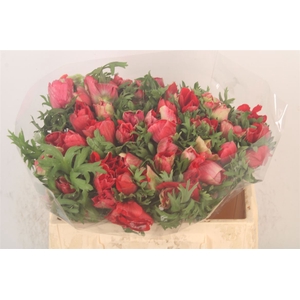 Anemone Mistral Red