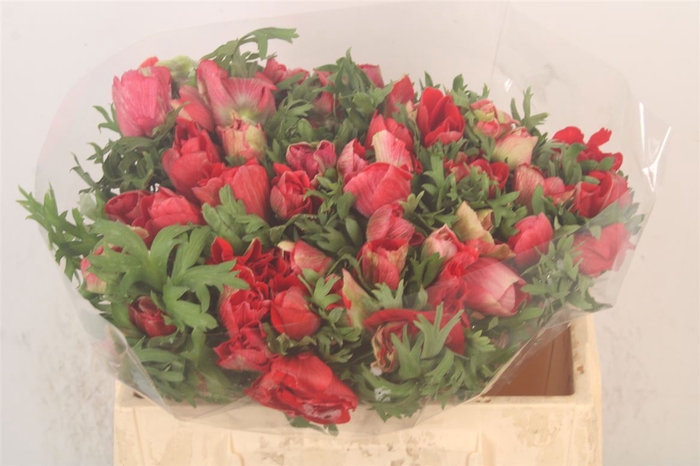 <h4>Anemone Mistral Red</h4>