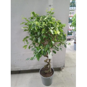 Ficus benja.   ...