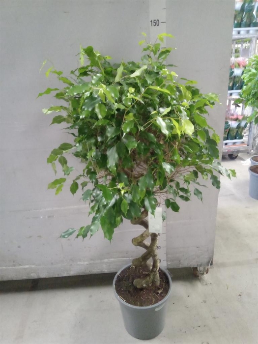 <h4>Ficus benja.   ...</h4>