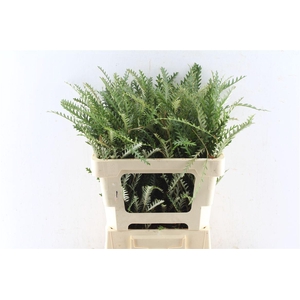 Grevilea Ivanhoe Groen