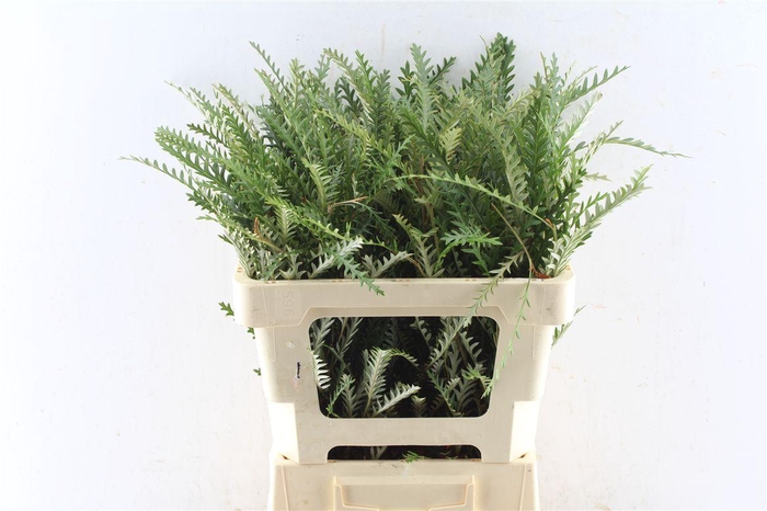 <h4>Grevilea Ivanhoe Groen</h4>