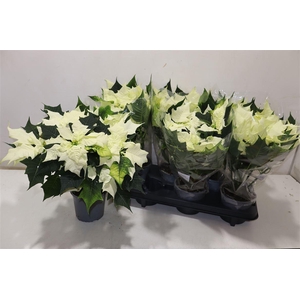 arr8 Euphor Pulcherrim Ov White