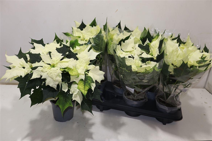 <h4>arr8 Euphor Pulcherrim Ov White</h4>