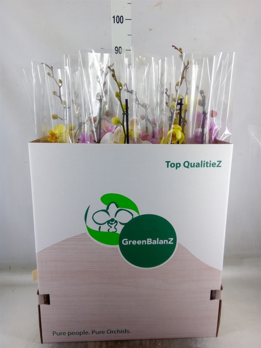 <h4>Phalaenopsis   ...mix</h4>
