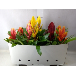 Vriesea   ...mix 5