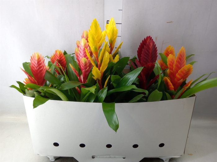 <h4>Vriesea   ...mix 5</h4>