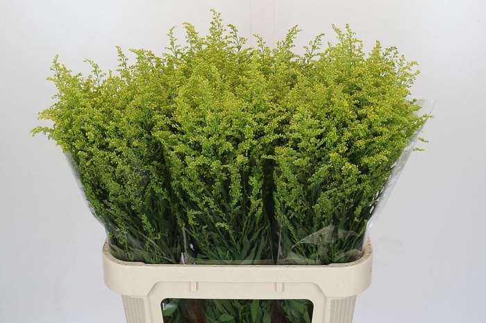 <h4>SOLI BAREIGHT</h4>