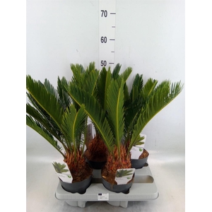 Cycas revoluta