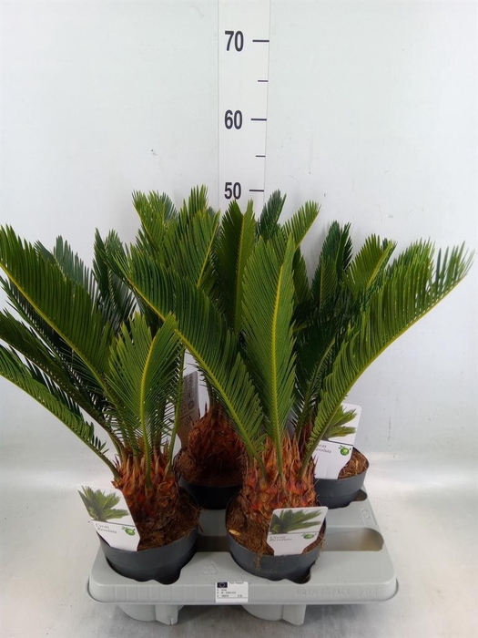 <h4>Cycas revoluta</h4>