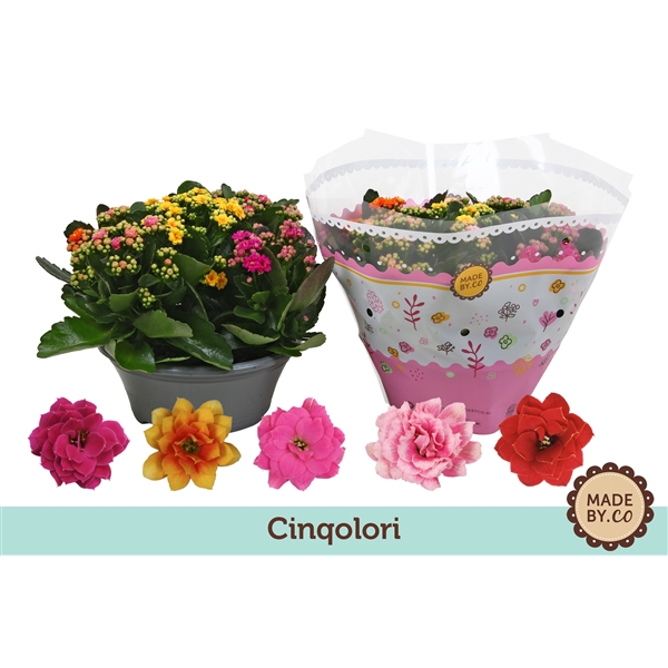 <h4>Kalanchoë Cinqolori - Carnaval</h4>