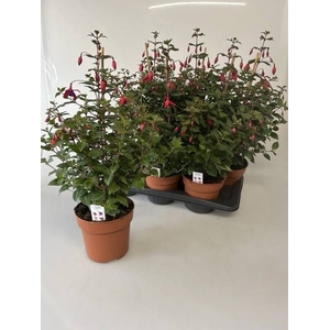 FUCHSIA OV