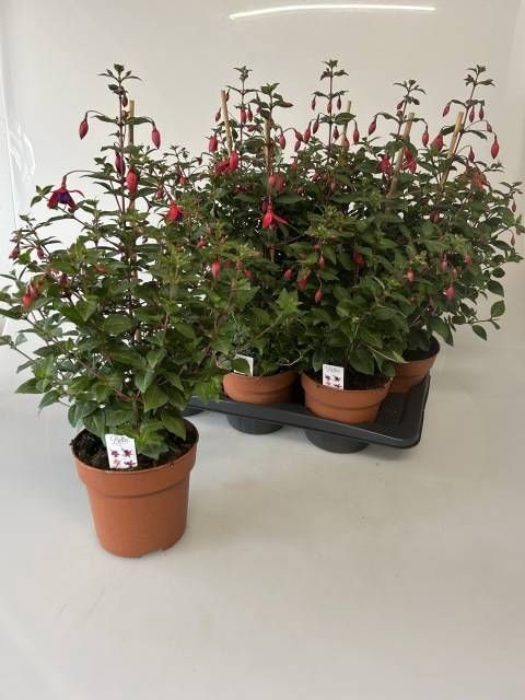 <h4>FUCHSIA OV</h4>