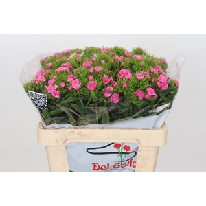 Dianthus Ba Aldo Pink