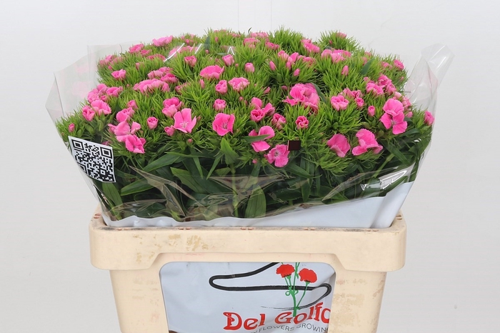 Dianthus Ba Aldo Pink