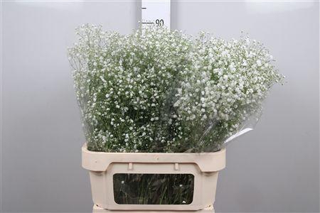 <h4>Gyps Pa Xlence</h4>