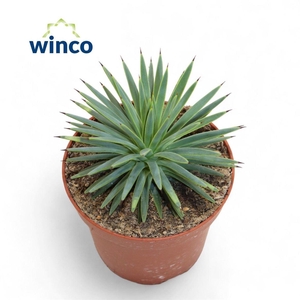 Agave stricta 'Nana'