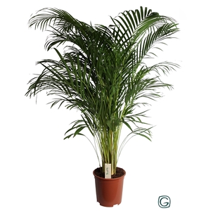 Dypsis Lutescens (Areca) P27