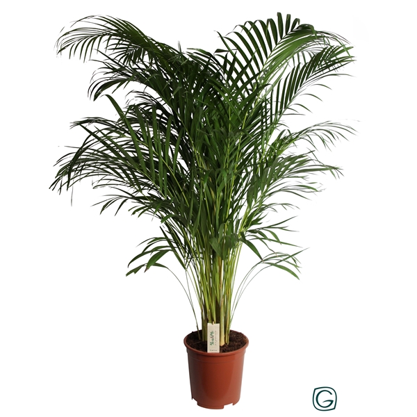 <h4>Dypsis Lutescens (Areca) P27</h4>