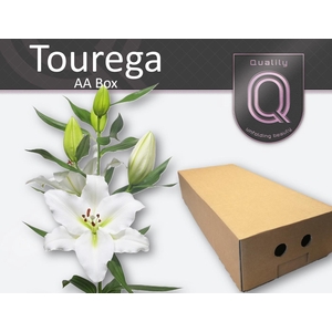 LI OR TOUREGA AA doos 4+