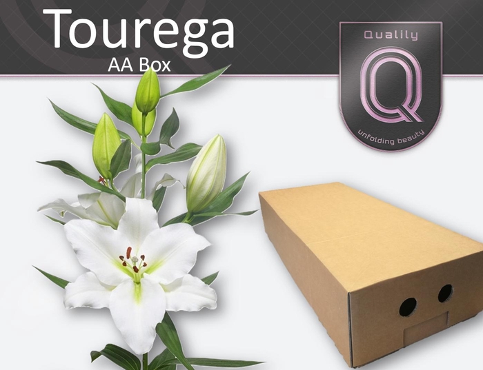 <h4>LI OR TOUREGA AA doos 4+</h4>
