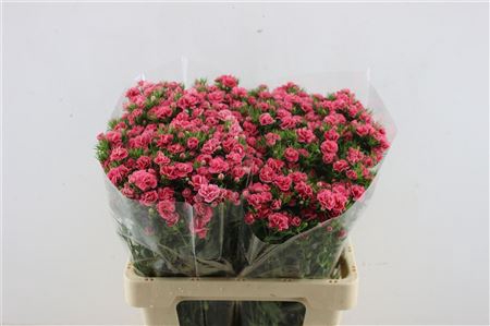 <h4>Di Barb Doblino Pink</h4>