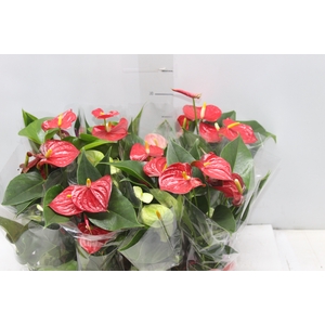 ANTHURIUM VARIADO P09