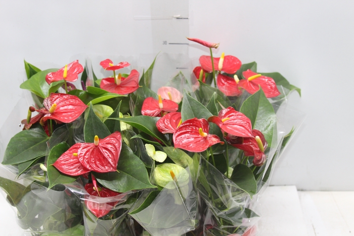 <h4>ANTHURIUM VARIADO P09</h4>