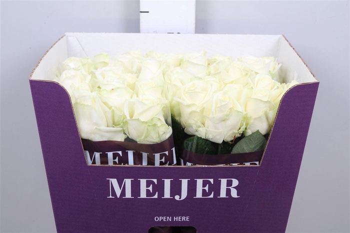 <h4>R Gr Avalanche+</h4>