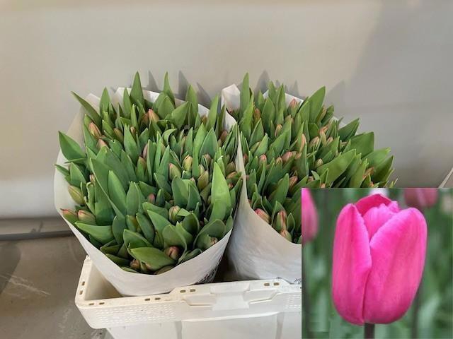 <h4>TU EN CAROLA</h4>