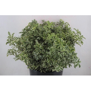 Pitto Nigra 150gr P Bunch