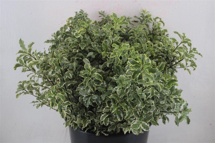 <h4>Pitto Nigra 150gr P Bunch</h4>