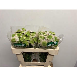 SCAB AT F VA B SCOOP