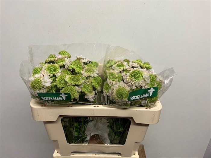 <h4>SCAB AT F VA B SCOOP</h4>