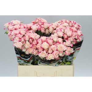 Rosa Tr Reflex