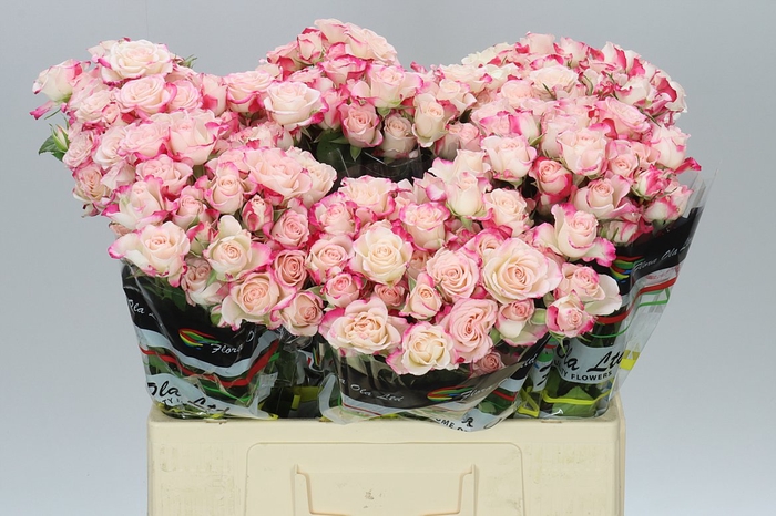 <h4>Rosa Tr Reflex</h4>