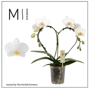 Mimesis Phal. Heart White - 16+ flowers 9cm