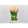 Zantedeschia Eydolls Salmon