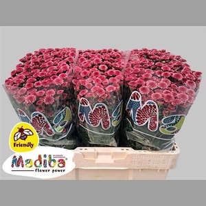 Chr S Madiba Tyolo Cherry