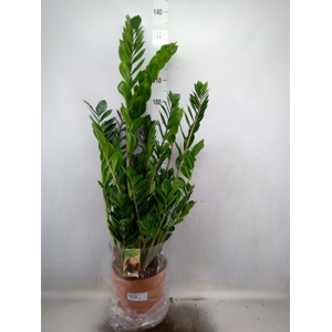 Zamioculcas zamiifolia