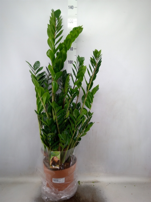 <h4>Zamioculcas zamiifolia</h4>