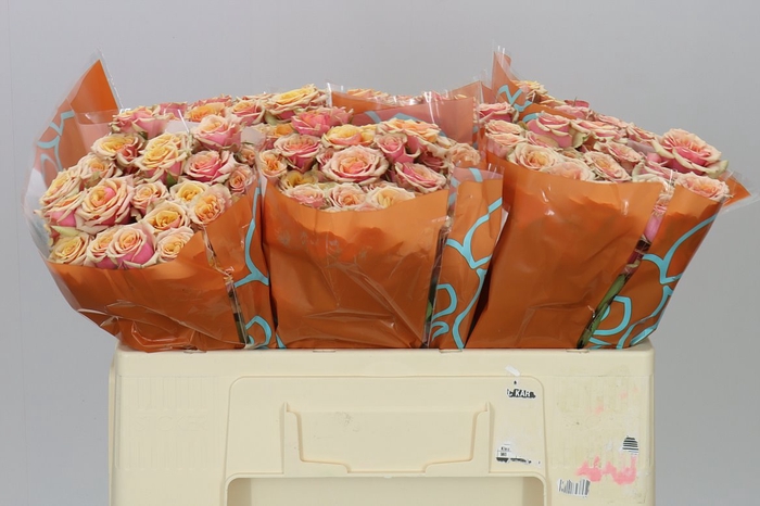 <h4>Rosa Tr Antigua</h4>