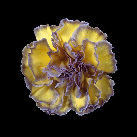 <h4>Dianthus St Butterfly</h4>