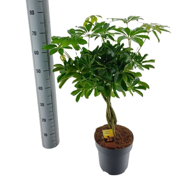 Schefflera arb. Compacta 21Ø 80cm 4pp