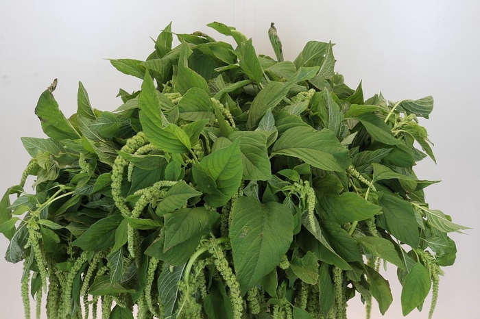 <h4>Amaranthus Caudatus Cycloop</h4>