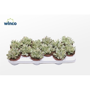 Crassula Rusby Variegata