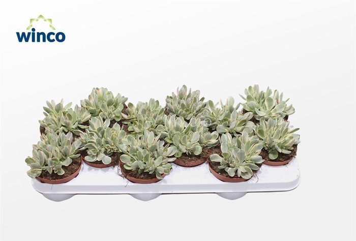 <h4>Crassula Rusby Variegata</h4>