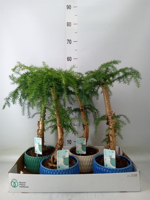 <h4>Araucaria   ...</h4>